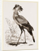 Secretary-bird by Anonymous