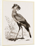Secretary-bird by Anonymous