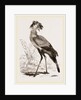 Secretary-bird by Anonymous