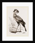 Secretary-bird by Anonymous