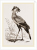 Secretary-bird by Anonymous