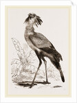 Secretary-bird by Anonymous