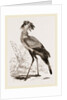 Secretary-bird by Anonymous