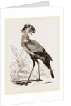 Secretary-bird by Anonymous