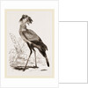 Secretary-bird by Anonymous