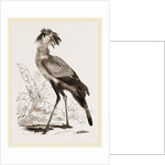 Secretary-bird by Anonymous