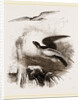 Peregrine Falcons by Anonymous