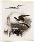 Peregrine Falcons by Anonymous