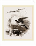 Peregrine Falcons by Anonymous