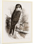Peregrine Falcon by Anonymous