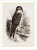 Peregrine Falcon by Anonymous
