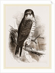 Peregrine Falcon by Anonymous