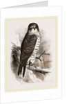 Peregrine Falcon by Anonymous
