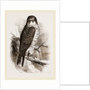Peregrine Falcon by Anonymous