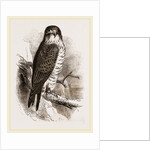 Peregrine Falcon by Anonymous