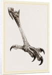 Foot of Brazilian Eagle by Anonymous
