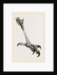 Foot of Brazilian Eagle by Anonymous