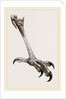 Foot of Brazilian Eagle by Anonymous