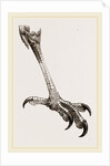 Foot of Brazilian Eagle by Anonymous
