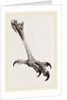 Foot of Brazilian Eagle by Anonymous