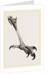 Foot of Brazilian Eagle by Anonymous