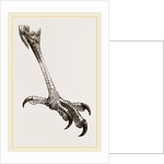 Foot of Brazilian Eagle by Anonymous