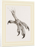 Foot of Cayenne Cymindis by Anonymous