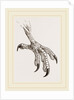 Foot of Cayenne Cymindis by Anonymous
