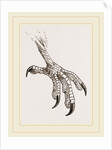 Foot of Cayenne Cymindis by Anonymous