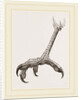 Foot of Black Daptrius by Anonymous