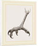 Foot of Black Daptrius by Anonymous