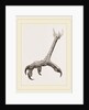 Foot of Black Daptrius by Anonymous