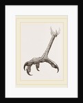Foot of Black Daptrius by Anonymous