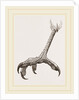 Foot of Black Daptrius by Anonymous