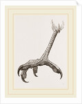 Foot of Black Daptrius by Anonymous