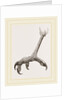 Foot of Black Daptrius by Anonymous