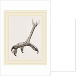 Foot of Black Daptrius by Anonymous