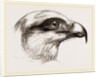 Head of Short toed Circaetus by Anonymous