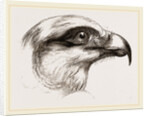 Head of Short toed Circaetus by Anonymous