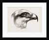 Head of Short toed Circaetus by Anonymous