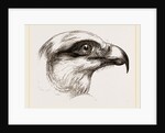 Head of Short toed Circaetus by Anonymous
