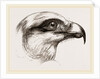 Head of Short toed Circaetus by Anonymous