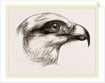 Head of Short toed Circaetus by Anonymous