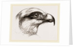 Head of Short toed Circaetus by Anonymous