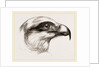 Head of Short toed Circaetus by Anonymous