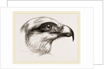Head of Short toed Circaetus by Anonymous