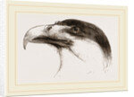 Head of Brazilian Caracara by Anonymous