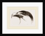 Head of Brazilian Caracara by Anonymous