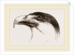 Head of Brazilian Caracara by Anonymous