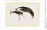 Head of Brazilian Caracara by Anonymous